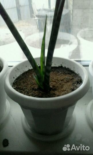Щучий хвост (Сансевиерия)