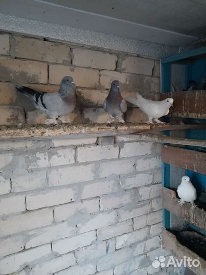 Голуби такла