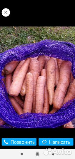 Продам морковь