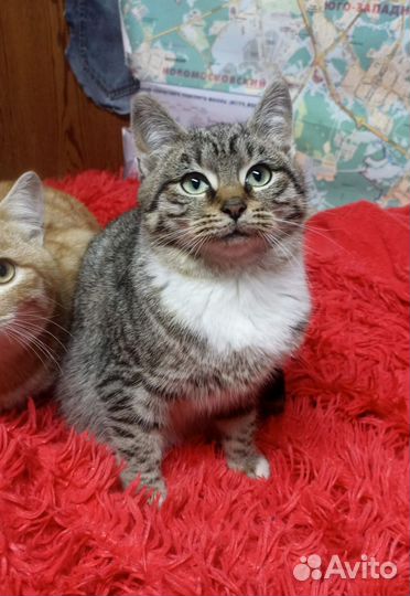 Котята в добрые руки рыжий рыжик мальчик девочка