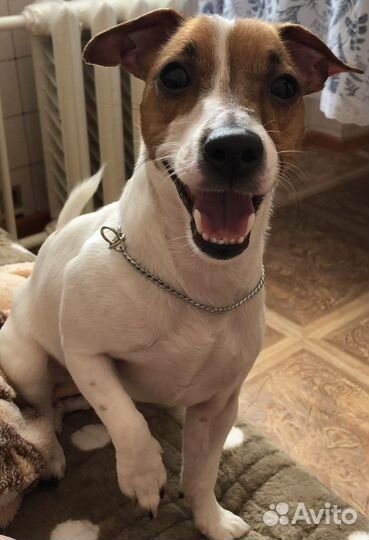 Джек рассел девочка. Вязка