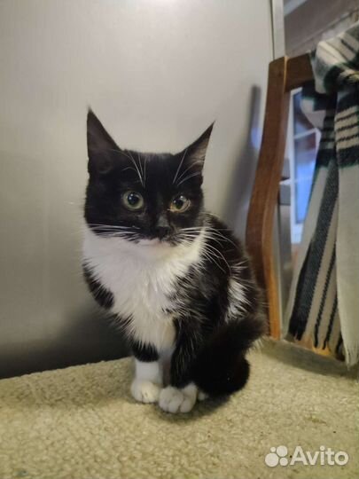 Котёнок в хорошие руки