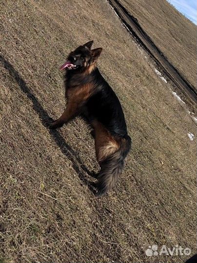 Вязка длинношёрстной немецкой овчарки