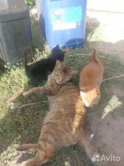 Котята в добрые руки бесплатно