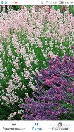 Лаванда узколистная розовая