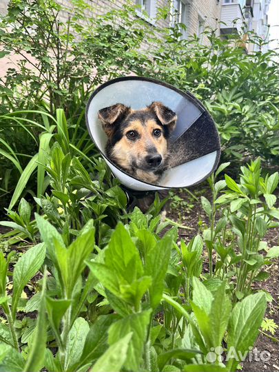 Собака Кнопа