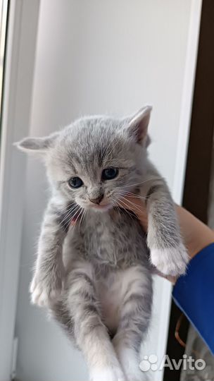 Котята метисы прямоухой британки