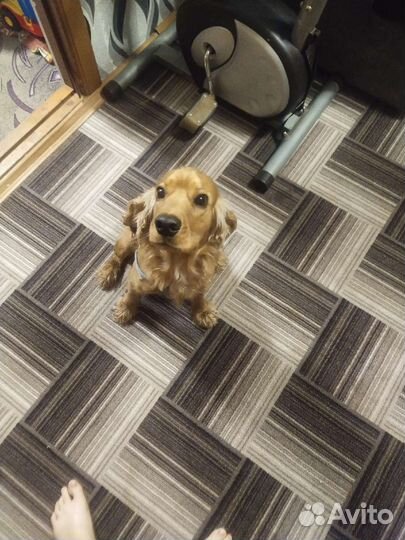 Кокер спаниель