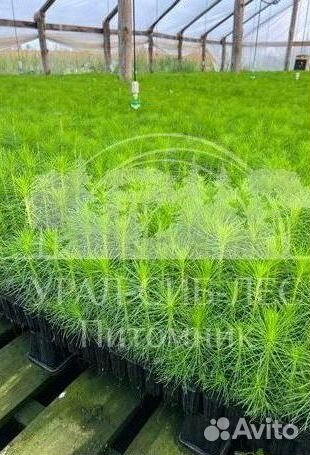 Лиственница Сибирская с зкс сеянцы