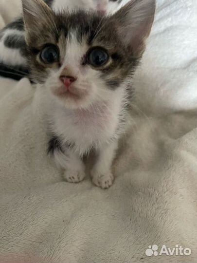 Пристраиваю котят
