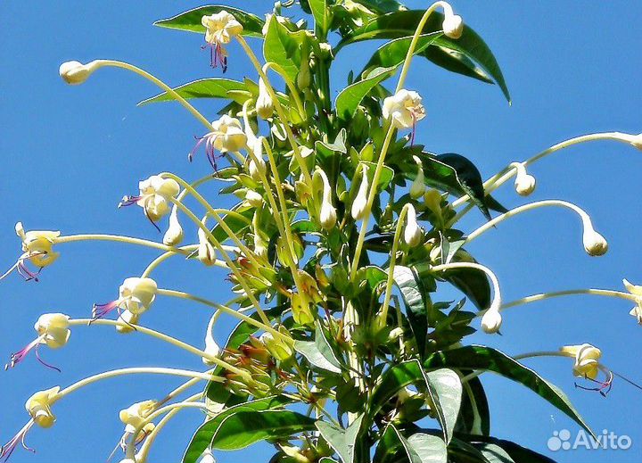 Клеродендрумы