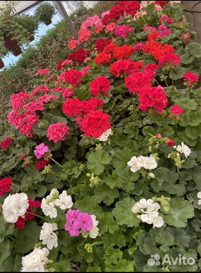 Пеларгония герань межвидовая
