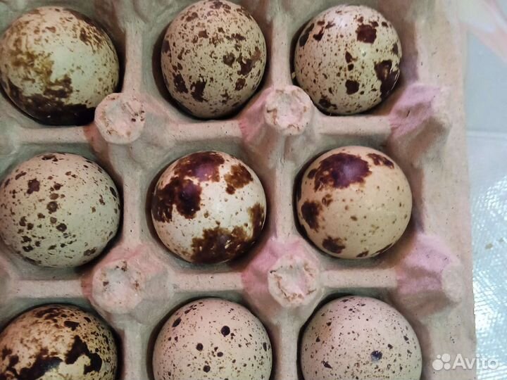 Яйцо инкубационное радонежского перепела