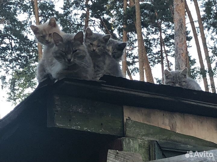 Котики бесплатно в добрые руки