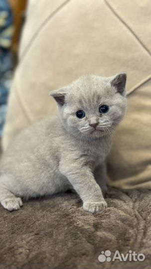 Британские котята