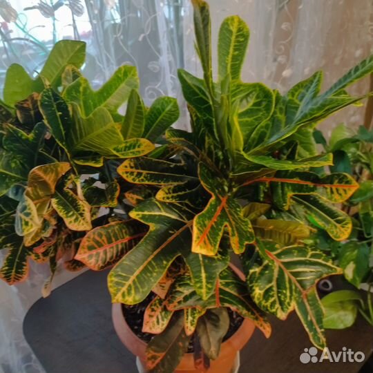 Кодиеум кротон