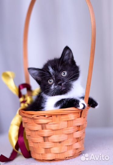 Маленький котенок