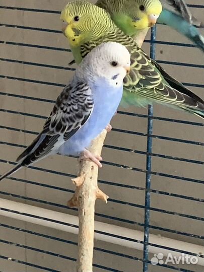 Птенцы волнистого попугая