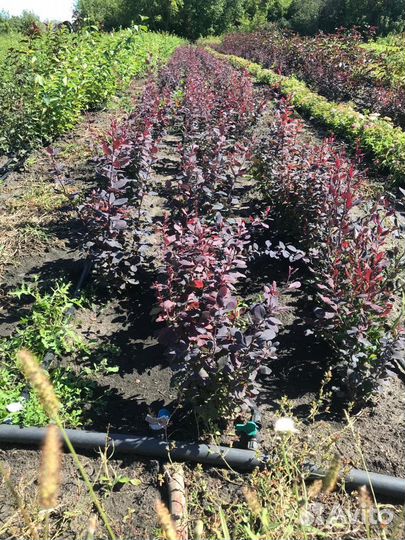 Саженцы барбариса