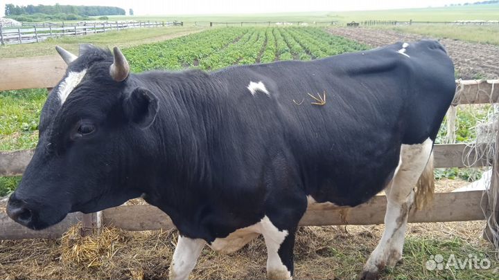 Свежая Говядина Целиком