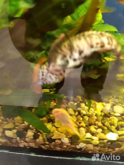 Аквариумные рыбки