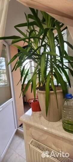 Пальма юкка