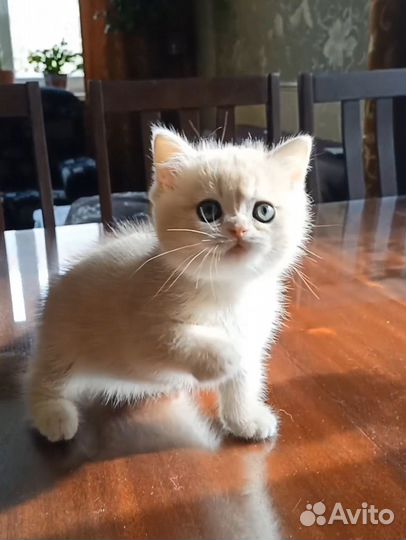 Британский котик