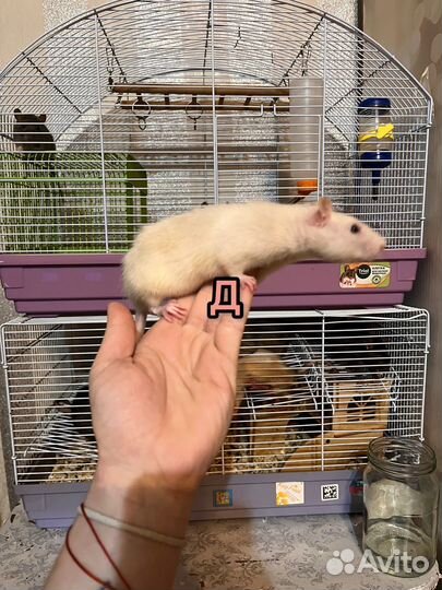 Крыса крысята крыски