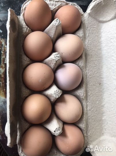 Инкубационное яйцо куриное гусиное