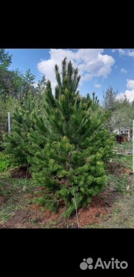 Сосны - ели деревья крупномеры