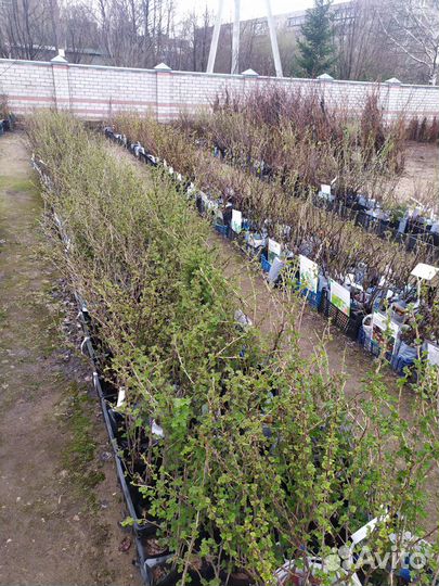 Плод Саженцы Деревьев и Кустарников. Розы кустовые