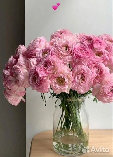 Пионы голландские