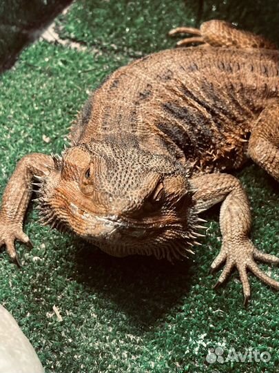 Бородатая агама