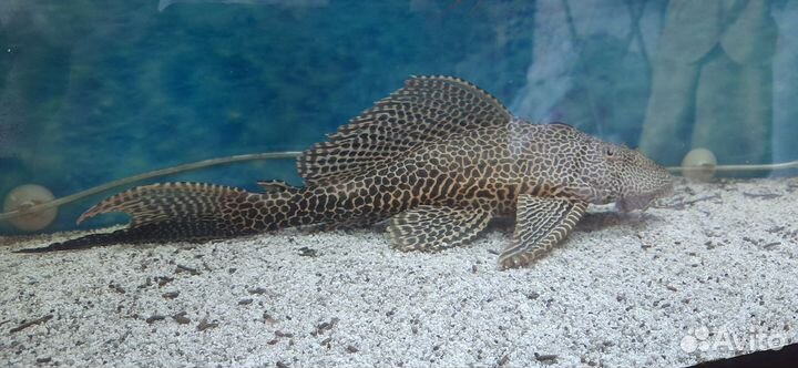 Птерогоплихт парчёвый