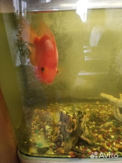 Аквариум с тумбой и рыбками
