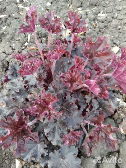 Гейхера многолетний цветок,Хоста,Мускари.Ирисы дал