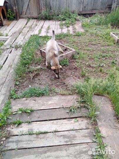 Собака в добрые руки отдам бесплатно