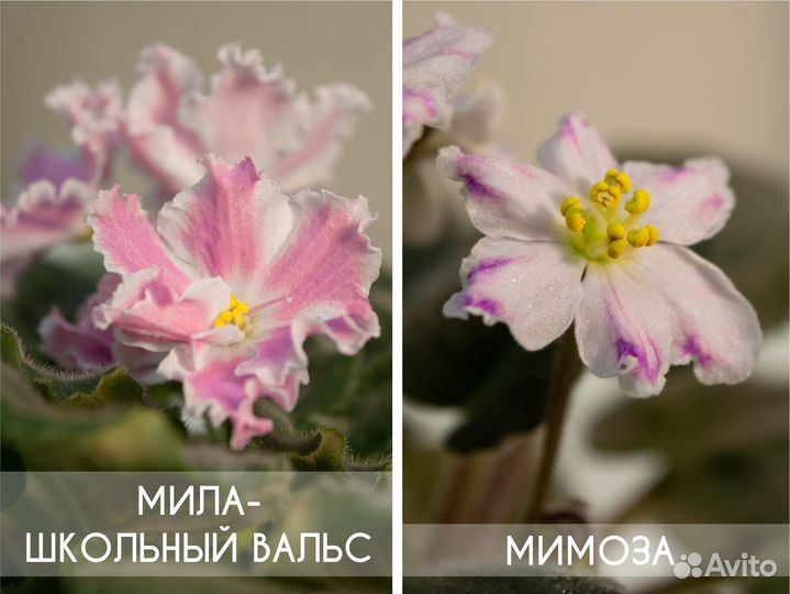 Сортовые фиалки