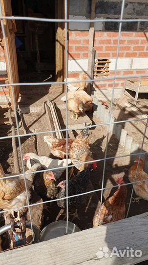 Куры молодки несушки