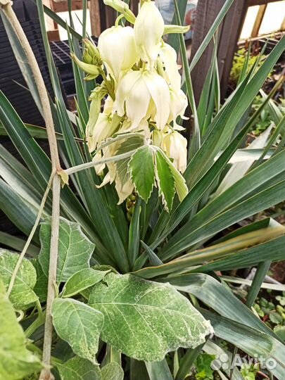 Продам цветы