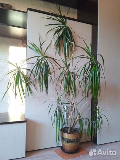 Драцена пальма