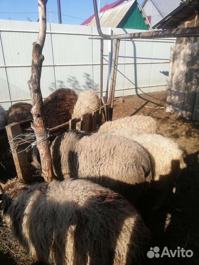 Овцы и баран