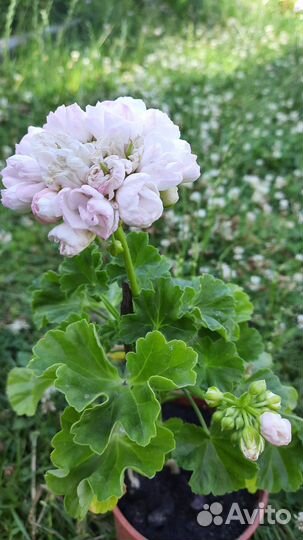 Герань тюльпановидная