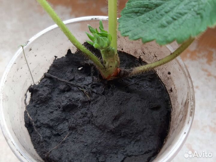 Рассада клубники Фестивальная