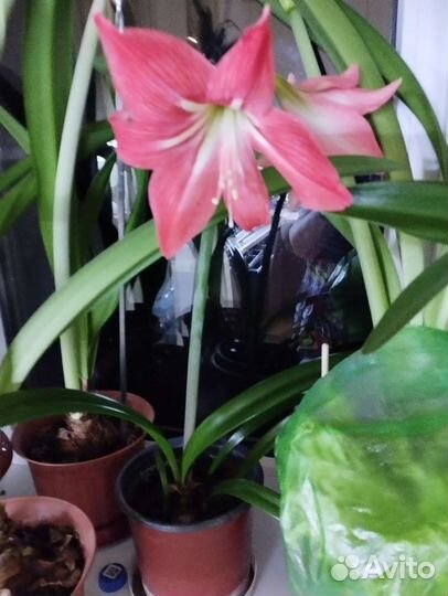 Гиппеаструм