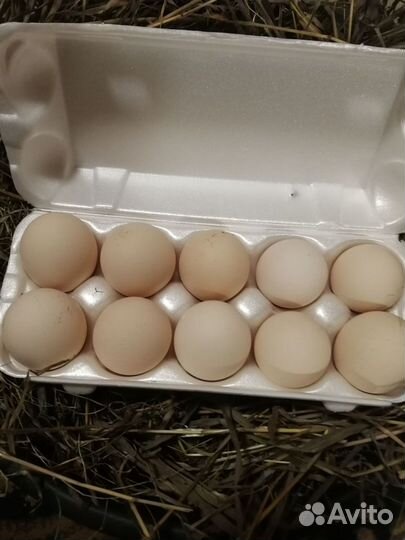 Инкубационное яйцо Пушкинских кур