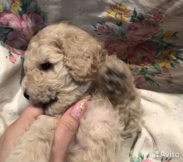 Той-пудель мини девочка
