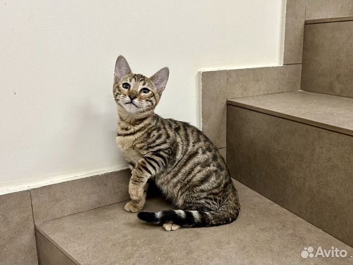 Тойгер кошечка Фортуна