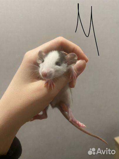 Крысы дамбо