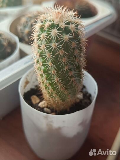 Gymnocalycium taningaense VG-310
